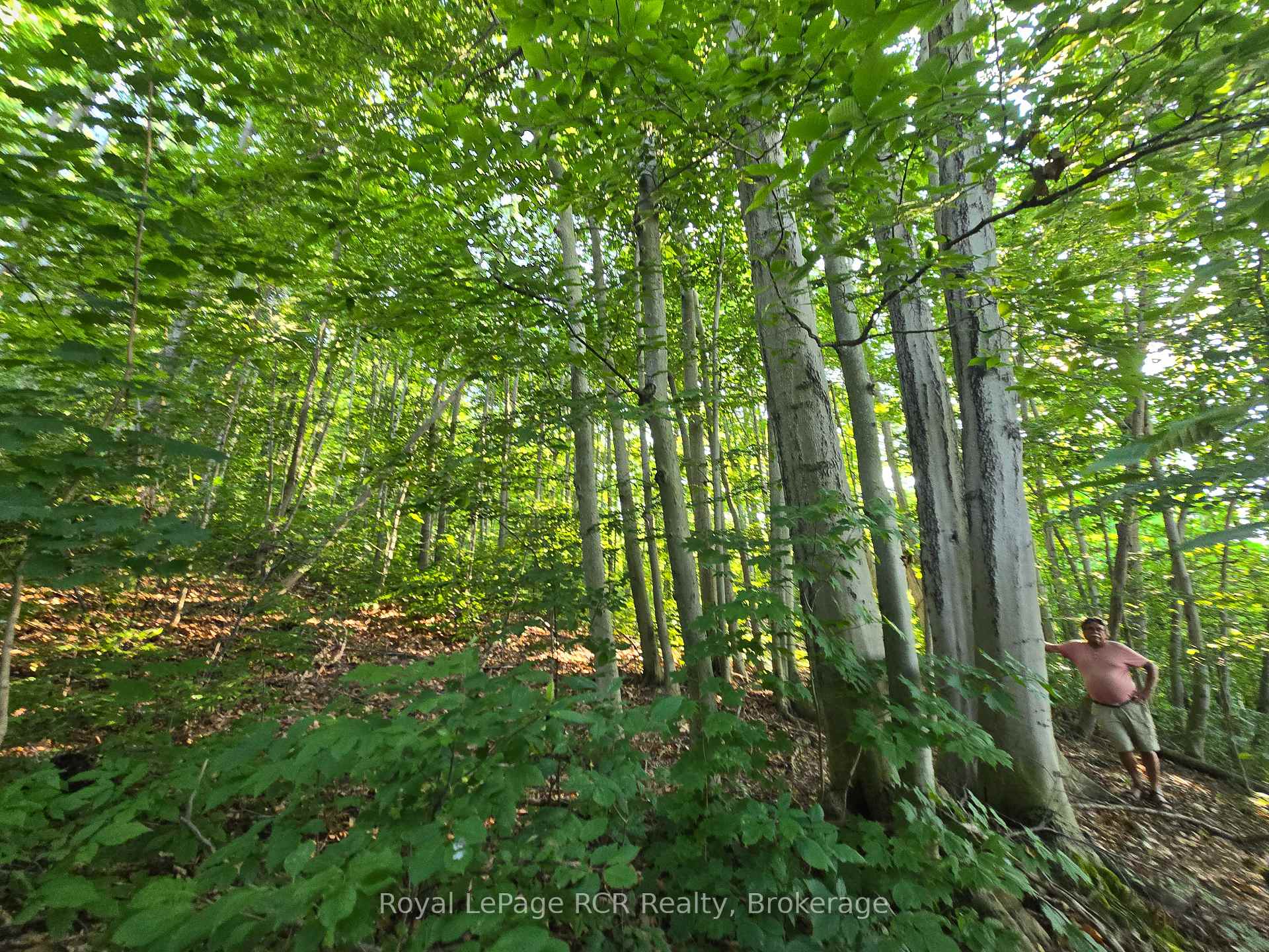 126 Old Highway 26 Highway, Meaford — photo 3 of 5