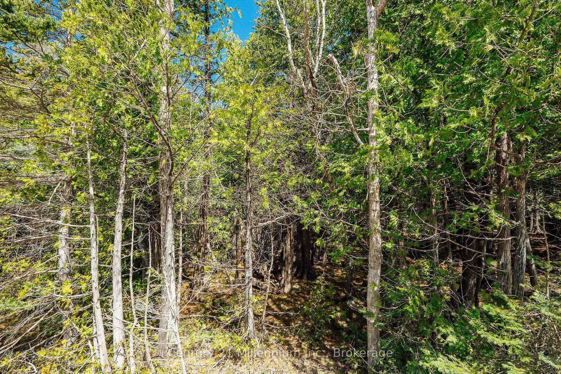 LT 12 CON 2 WBR LINDSAY N/A, Northern Bruce Peninsula — photo 2 of 5