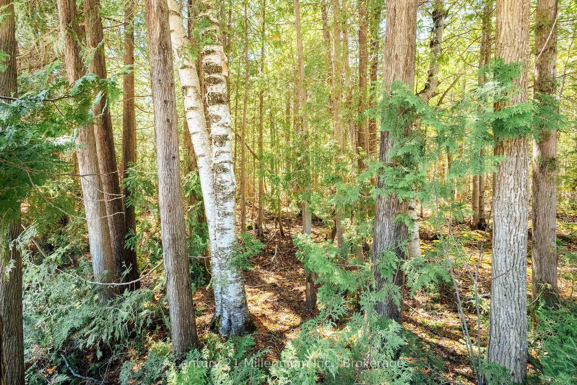 PT LT 24-25 CON 4 EBR N/A, Northern Bruce Peninsula — photo 2 of 5
