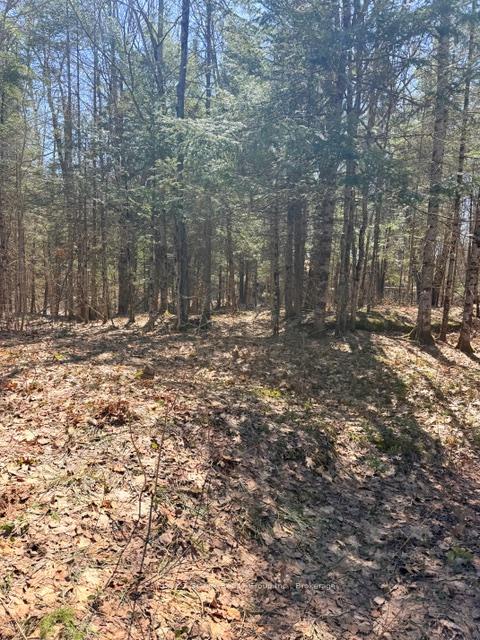 1464 Buckslide Road, Algonquin Highlands — photo 4 of 5