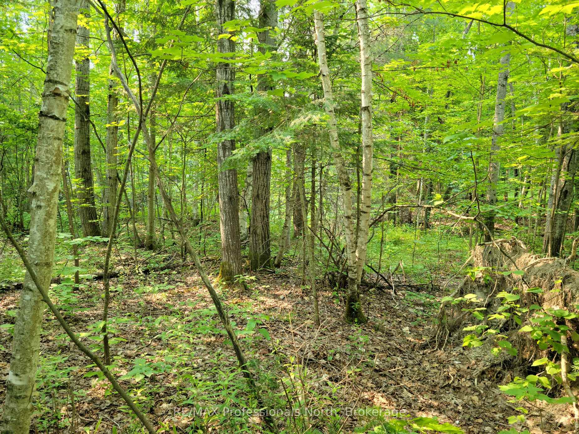 29 MOUNT VERNON Trail 29, Huntsville, ON P1H 1E3