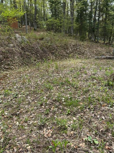TBD Bushwolf Lake Road, Dysart et al — photo 3 of 5