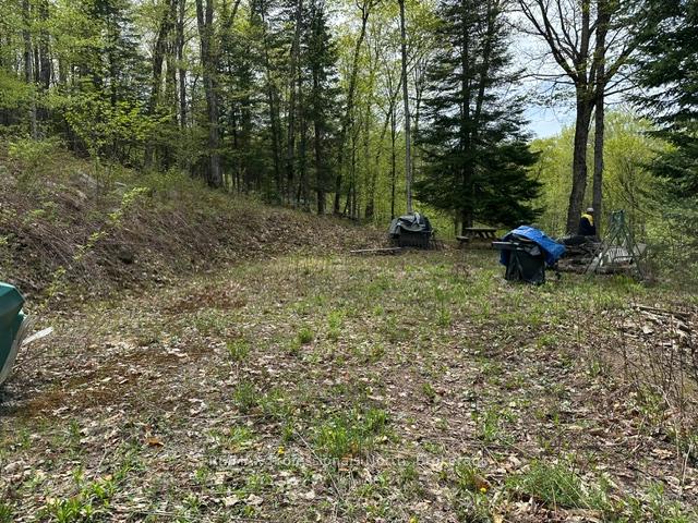 TBD Bushwolf Lake Road, Dysart et al — photo 5 of 5