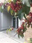 235 Patterson Avenue PH6, Glebe - Ottawa East and Area — photo 2 of 5