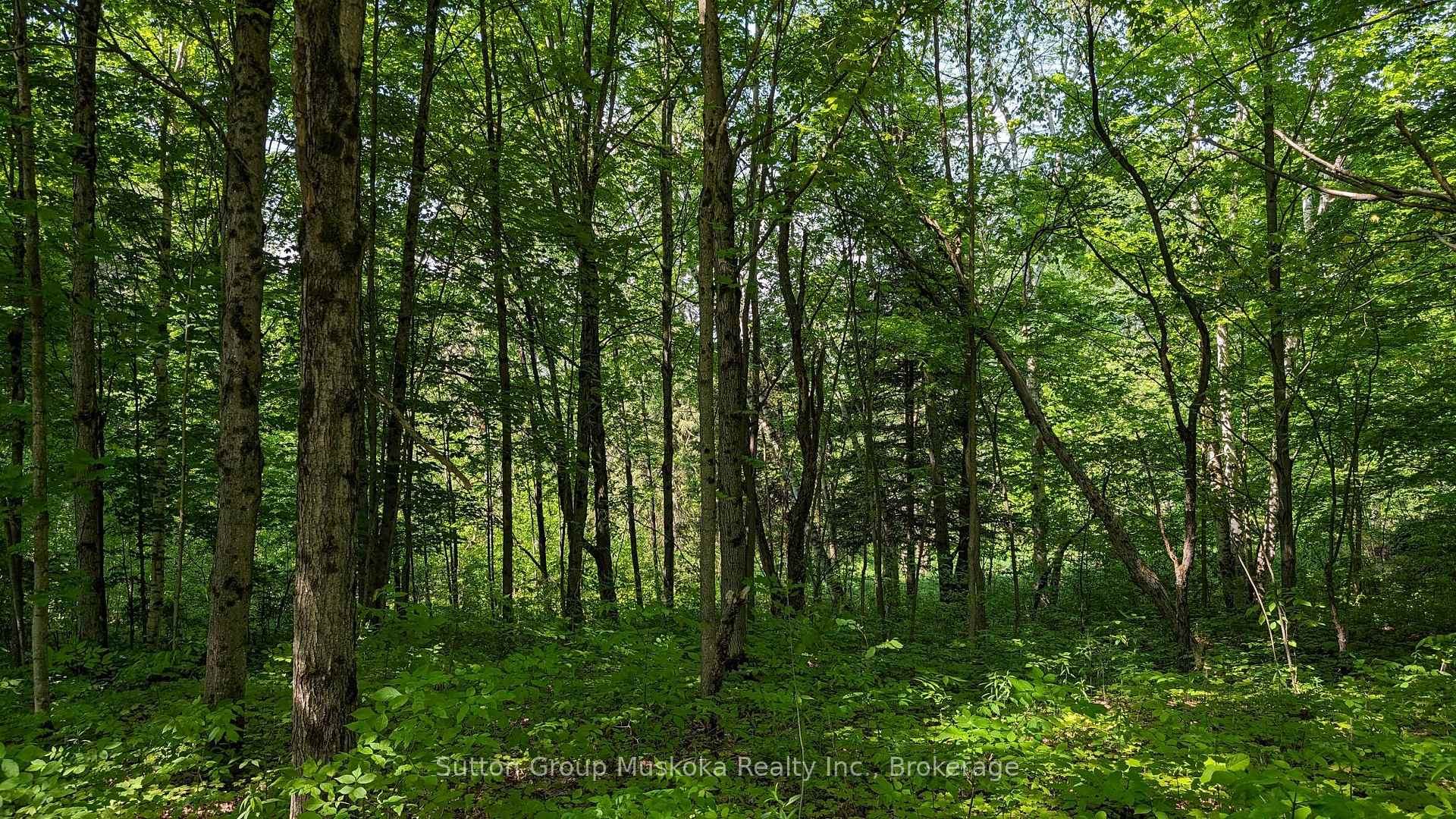 Lot 2 Tally-Ho Winter Park Road, Lake of Bays — photo 4 of 5