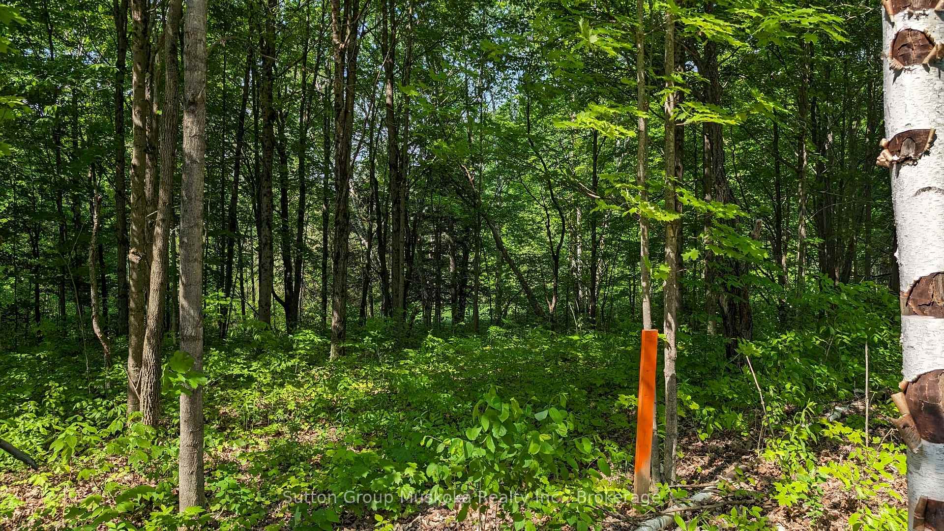 Lot 2 Tally-Ho Winter Park Road, Lake of Bays — photo 5 of 5