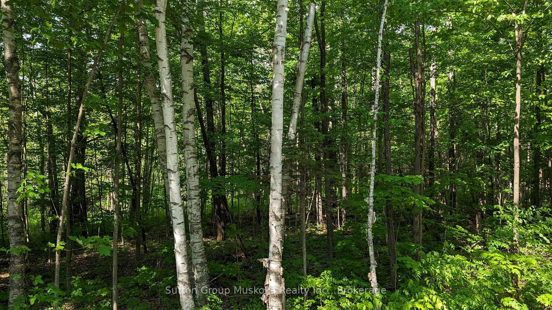 Lot 1 Tally-Ho Winter Park Road, Lake of Bays — photo 3 of 5