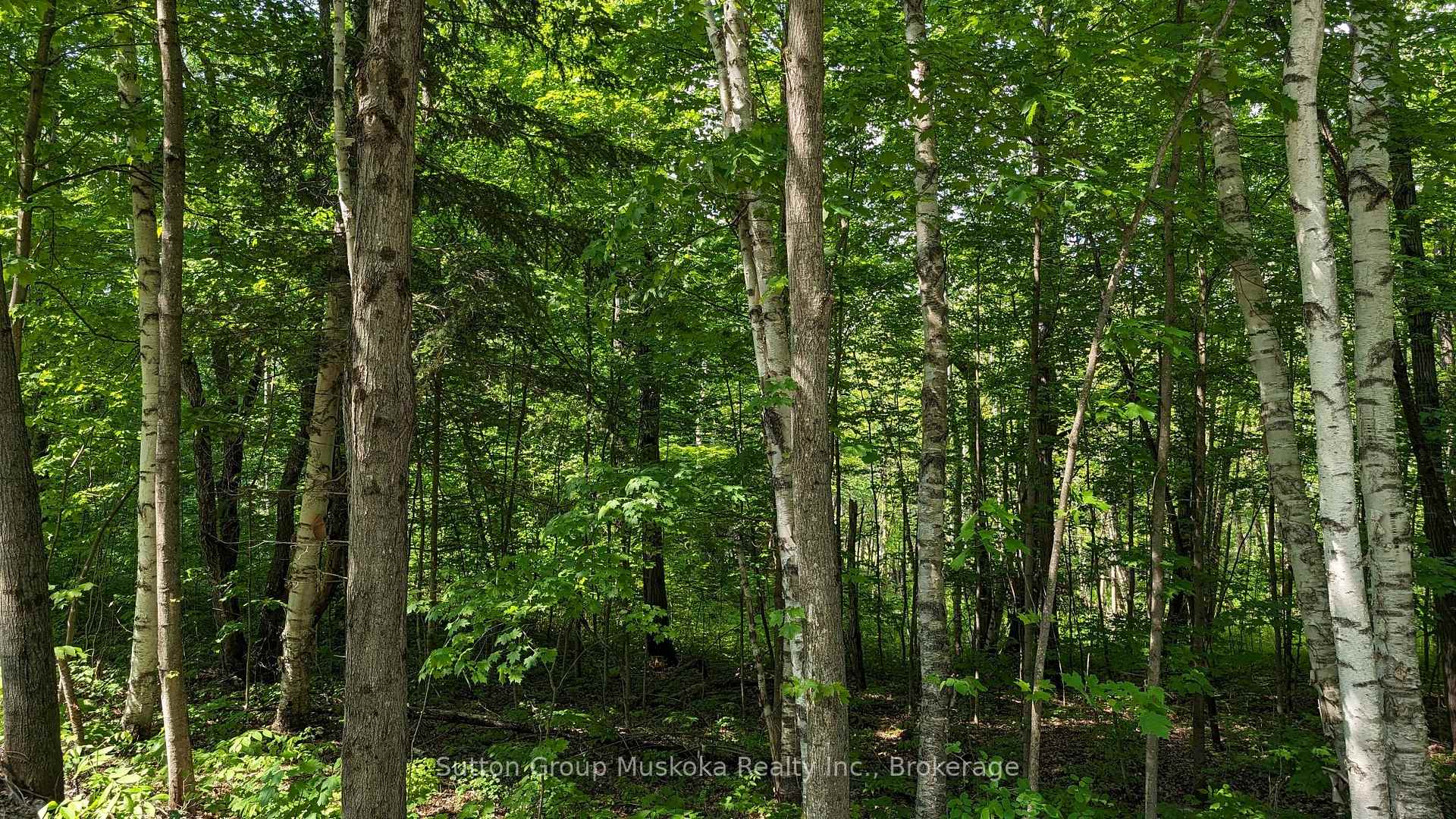 Lot 1 Tally-Ho Winter Park Road, Lake of Bays — photo 4 of 5
